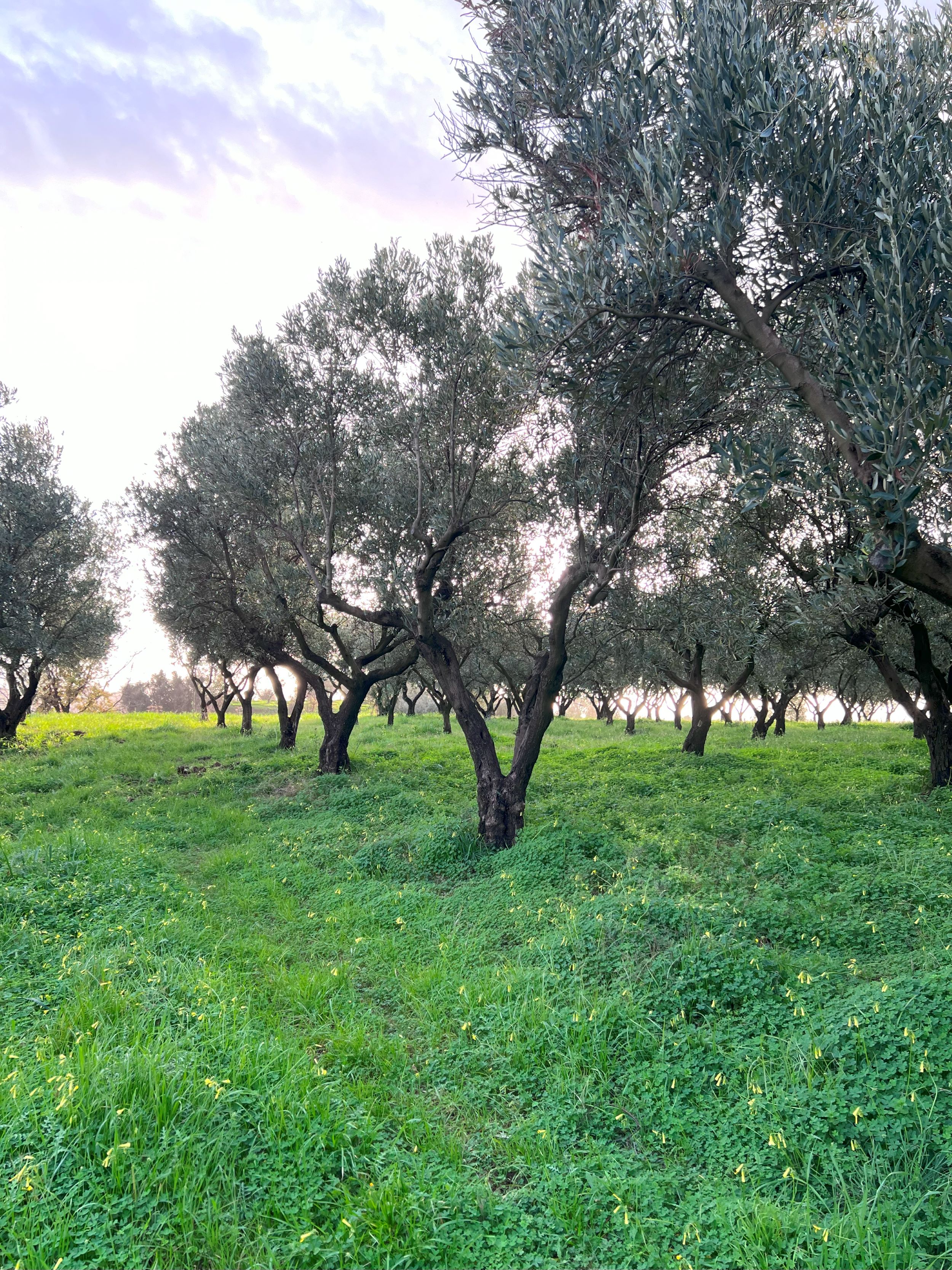 Olive groves in Calabria, Italy - The source of Gabianca's Italian olive oil